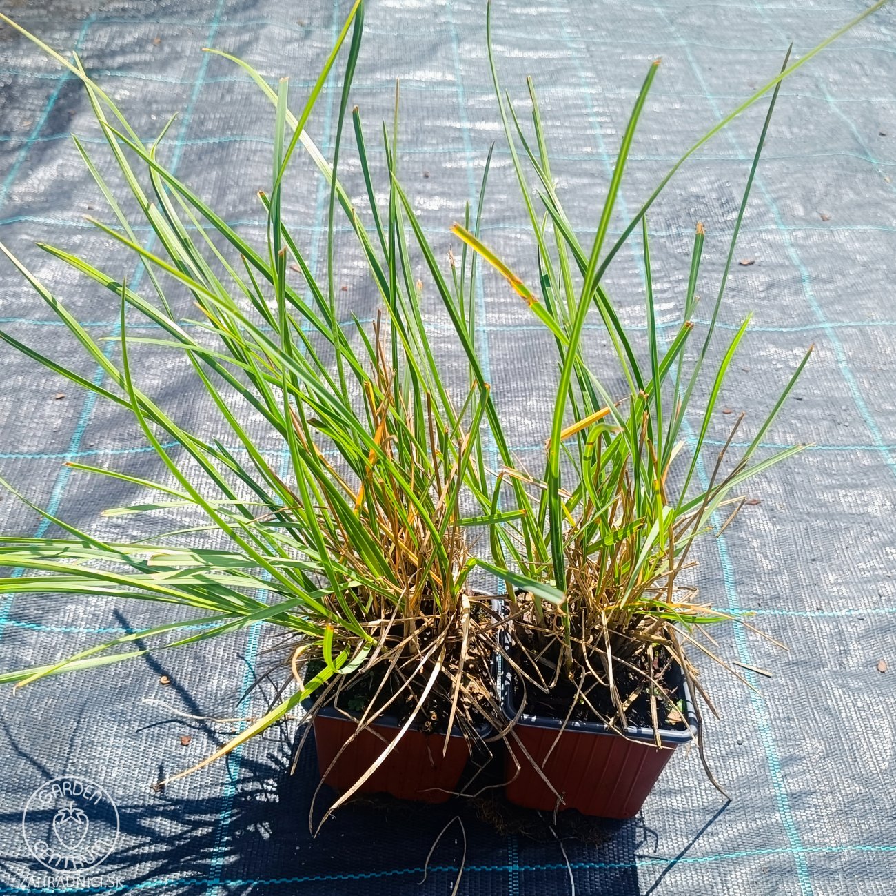 Obrázok Ostrevka dlhosteblová (Sesleria heufleriana) ‘BLUE PORCUPINE’® - kont. P9/P11